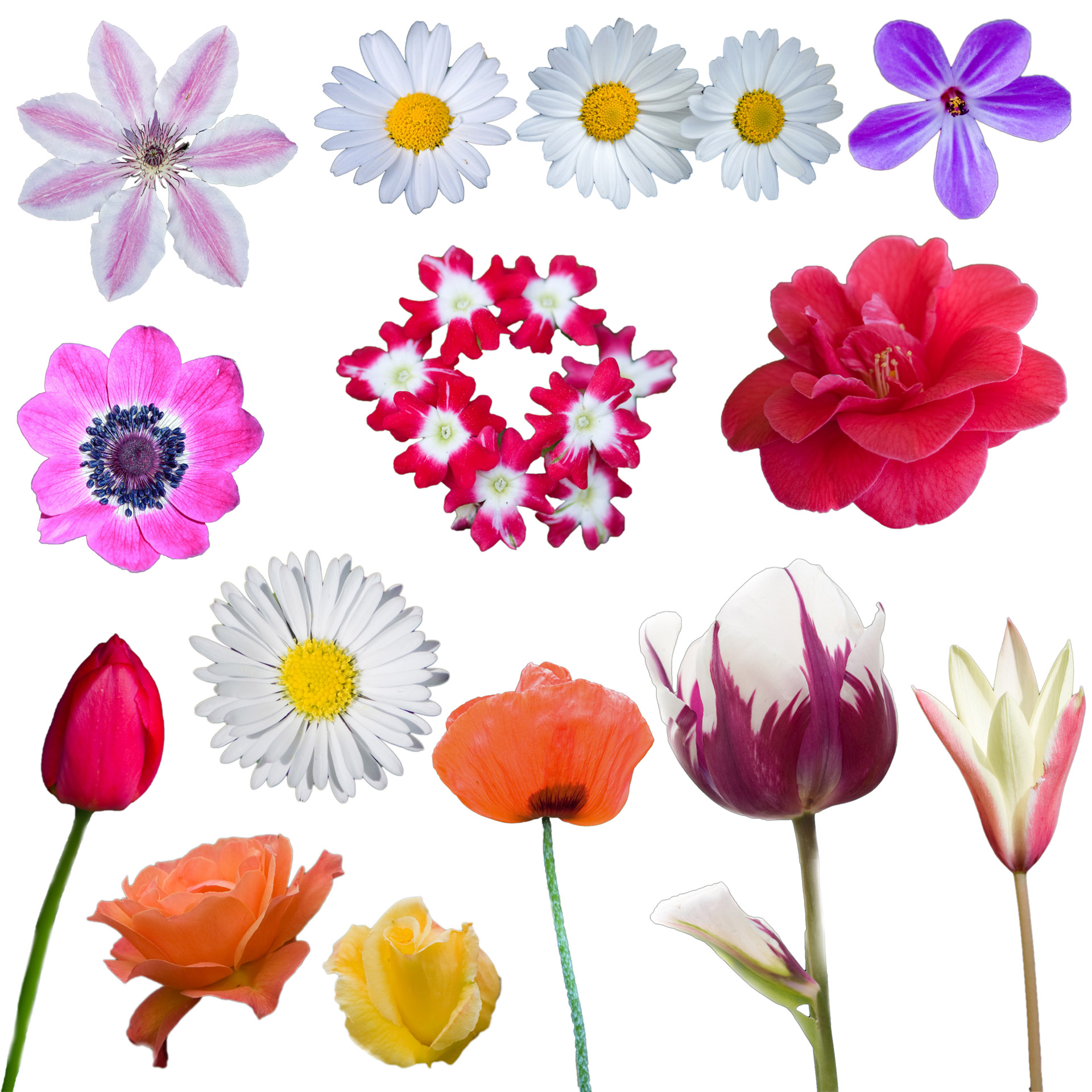 Gėlės,  Gėlė,  Gražus,  Gamta,  Spalvinga,  Tulpė,  Tulpės,  Rožė,  Rožės,  Aguona
