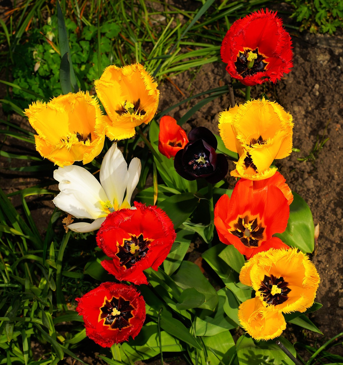Gėlės, Tulpės, Fringed Tulips, Spalvinga, Pavasaris, Augalas, Skirtingos Spalvos, Nuotaika, Sodas, Filigranas