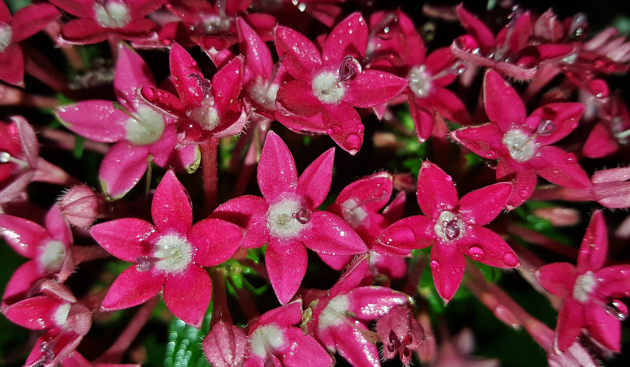 Gėlės, Pentas, Egyptian Starcluster, Raudonos Gėlės, Rožinės Gėlės, Gėlių, Rožinis, Sodas, Žiedlapiai, Žydėti