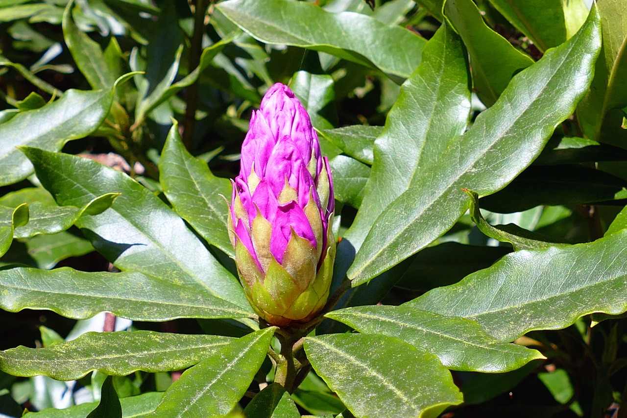 Gėlės, Rožinis, Violetinė, Gamta, Flora, Spalvinga, Žydėti, Augalai, Šviesus, Pavasaris