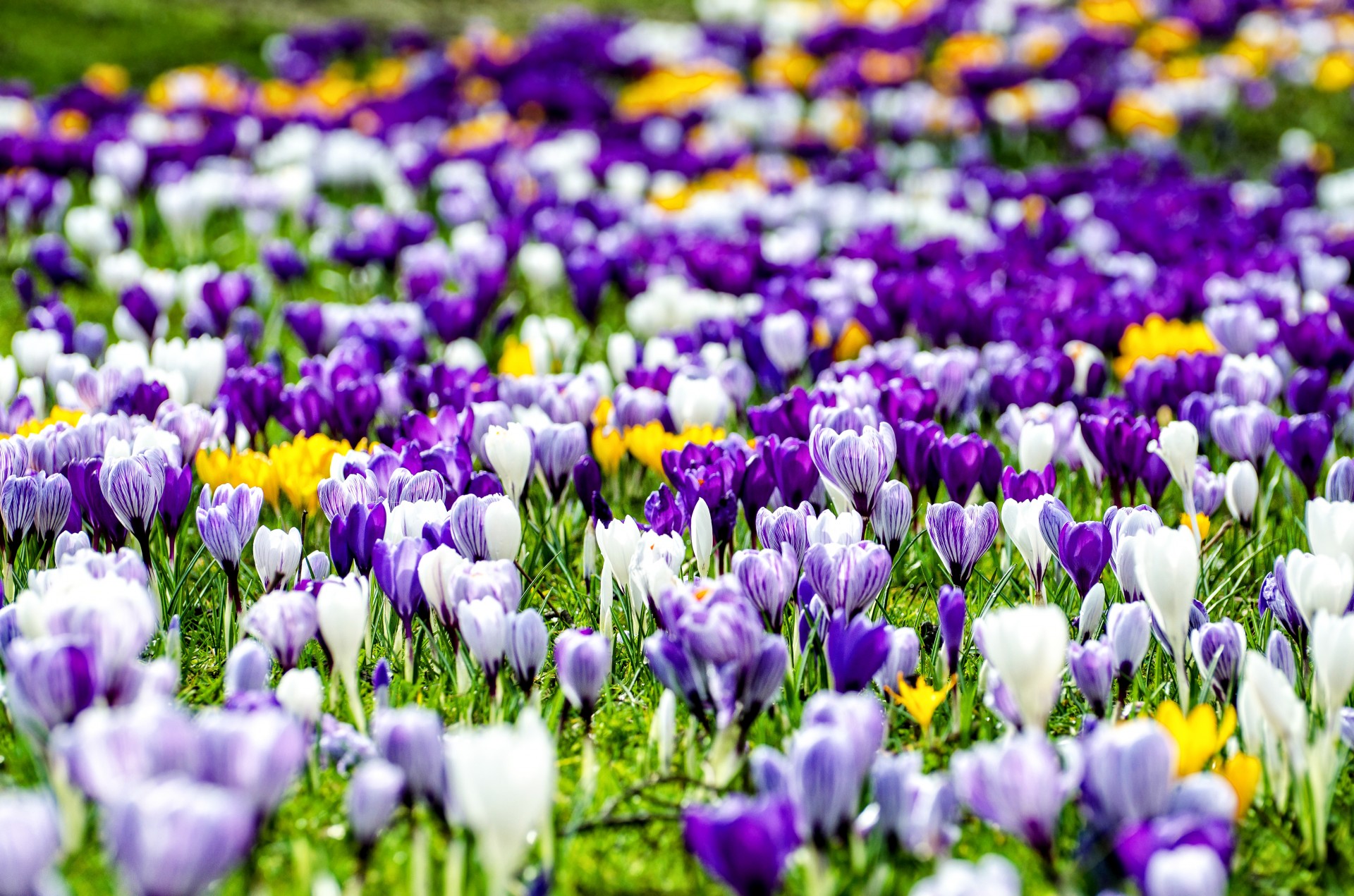 Gėlė,  Gėlės,  Natūralus,  Gamta,  Pavasaris,  Fonas,  Žydėti,  Dienos Šviesa,  Makro,  Flora