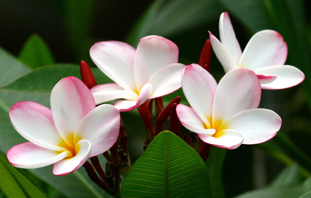 Gėlės, Plumeria, Gėlių, Pavasaris, Gamta, Balta, Augalas, Egzotiškas, Tropinis, Hawaii