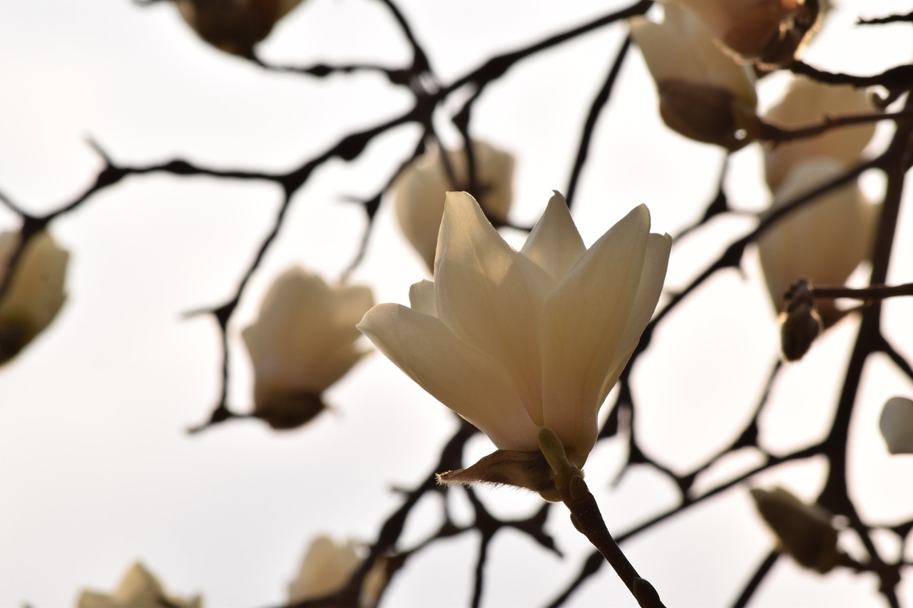 Gėlės, Magnolija, Pavasario Gėlės, Balta Magnolija, Gamta, Pavasaris, Nemokamos Nuotraukos,  Nemokama Licenzija