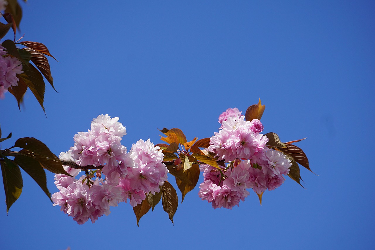 Gėlės, Japonijos Vyšnios Medis, Filialas, Gamta, Flora, Žydėjimas, Dekoratyviniai Medžiai, Japonų Vyšnios, Dekoratyvinis, Pavasaris