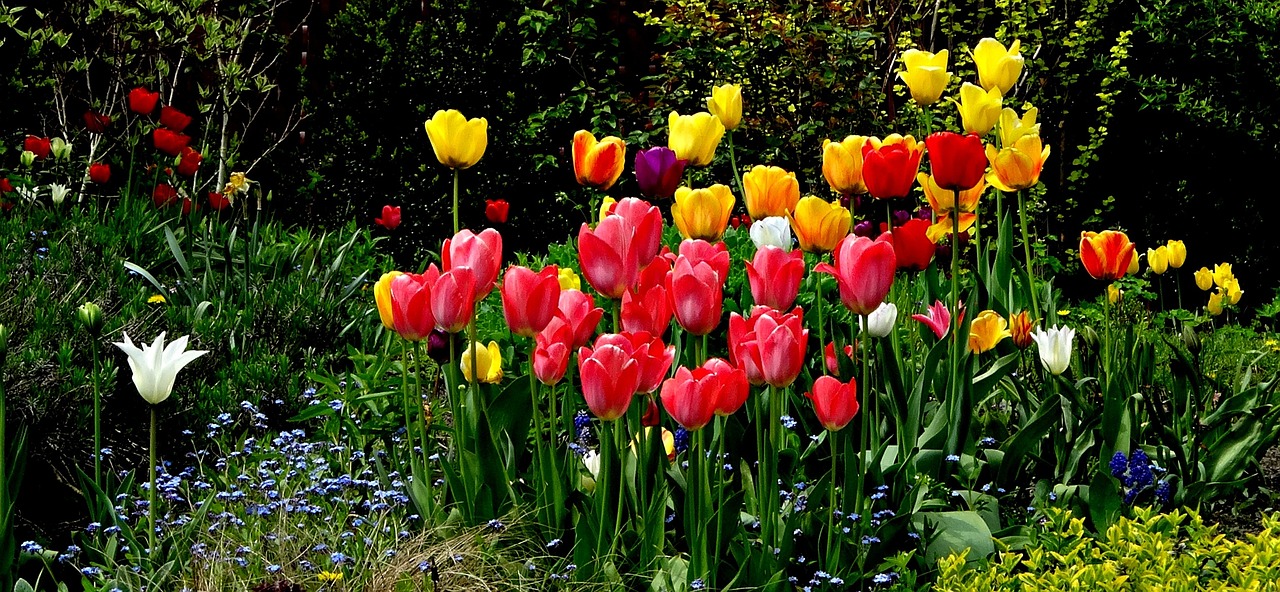 Gėlės, Tulpės, Grožis, Gamta, Augalas, Spalvos, Sodas, Pavasaris, Žydėti, Nemokamos Nuotraukos