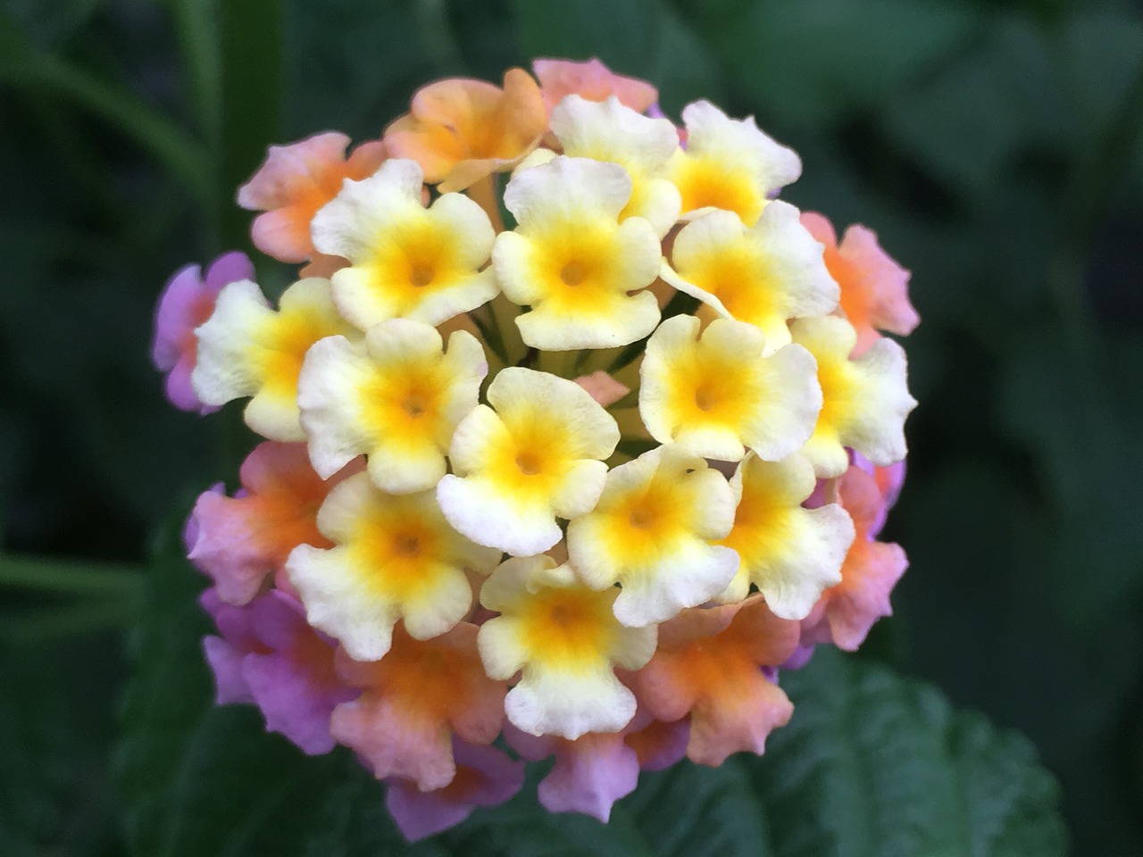 Lantana Camara, Česnakai, Didis-Šalavijas, Gėlės, Verbena Šeima, Gamta, Natūralus, Žalias, Botanikos, Lapai