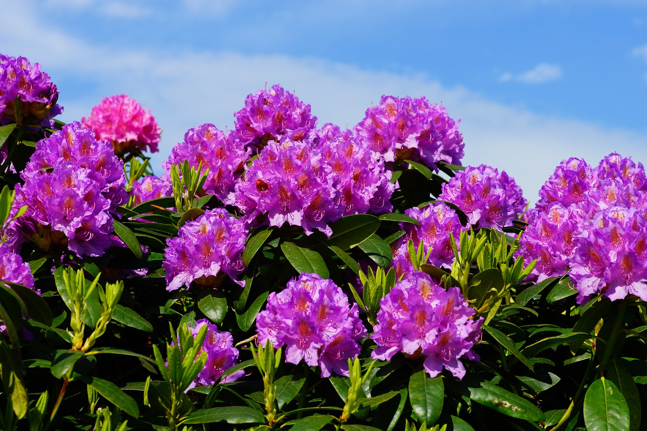 Gėlės, Rododendrai, Krūmas, Frühlingsanfang, Rododendro Žiedai, Ornamentas, Gražus, Saldus, Violetinė, Spalvinga