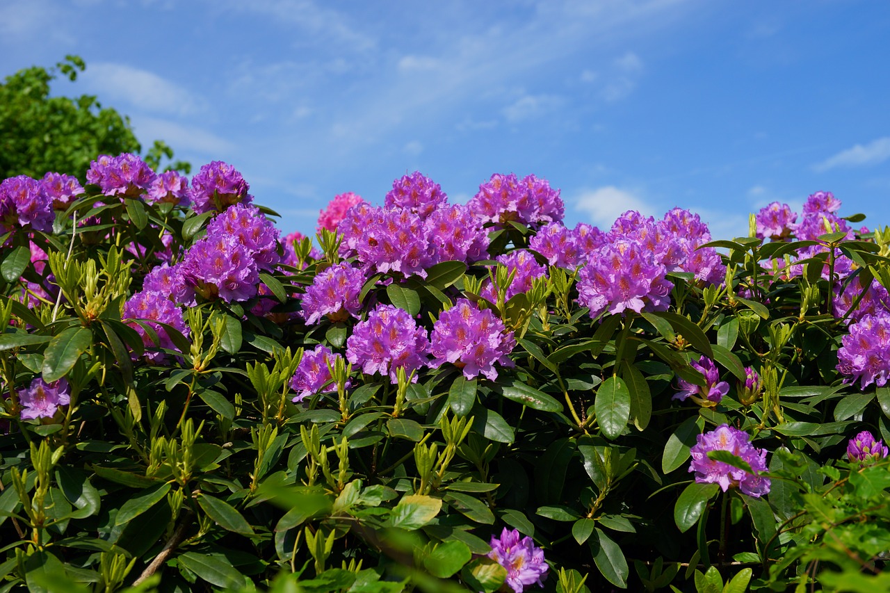 Gėlės, Rododendrai, Krūmas, Frühlingsanfang, Rododendro Žiedai, Ornamentas, Gražus, Saldus, Violetinė, Spalvinga