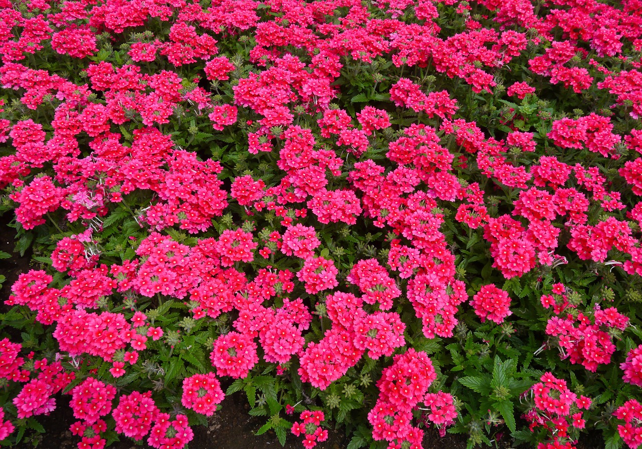 Gėlės, Raudona, Rožinis, Raudona Violetinė, Lapai, Žalias, Otsu Parkas, Daug, Yokosuka, Japonija