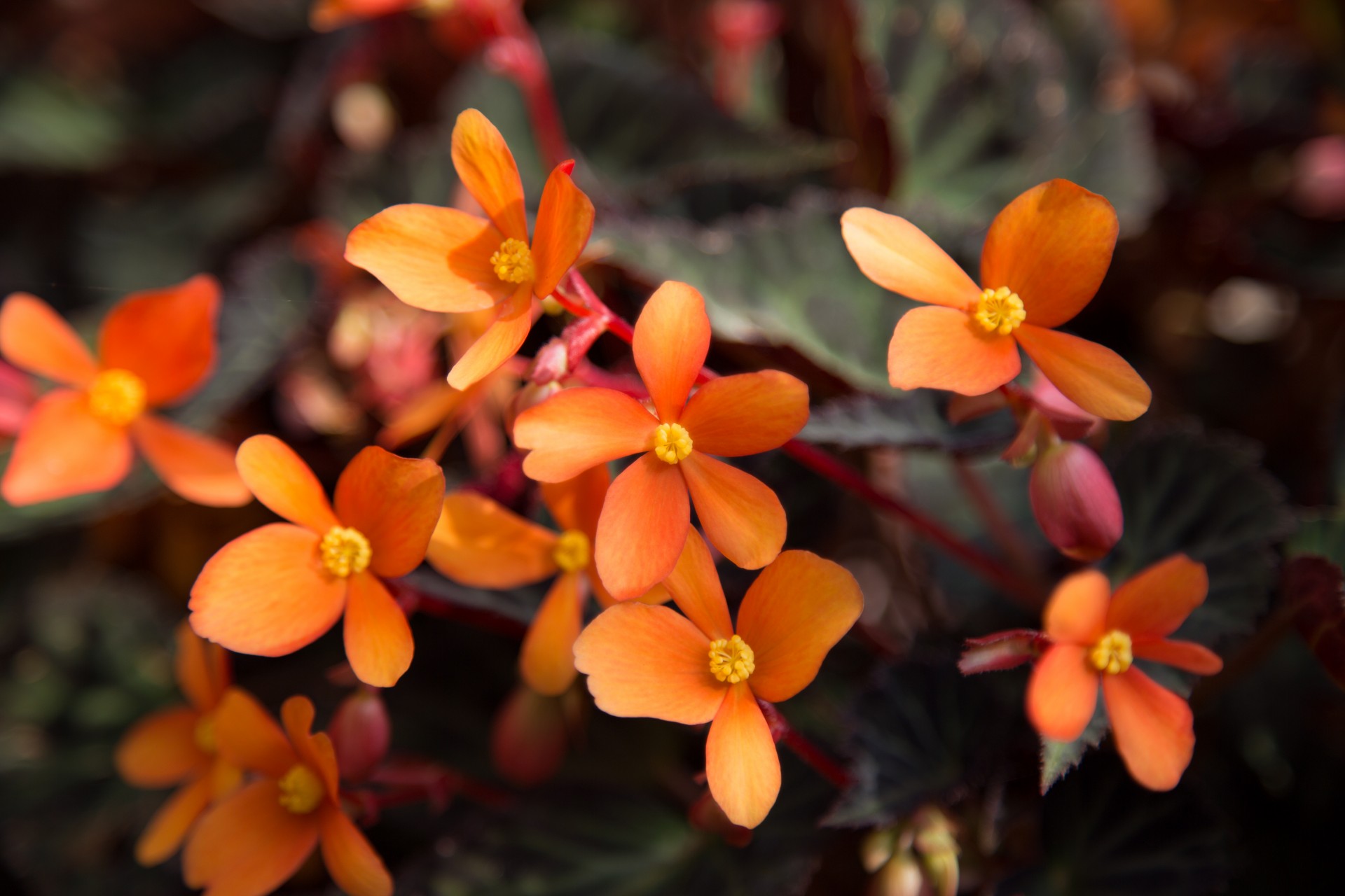 Gėlė,  Vasara,  Pavasaris,  Sodininkystė,  Flora,  Spalva,  Gėlės, Nemokamos Nuotraukos,  Nemokama Licenzija