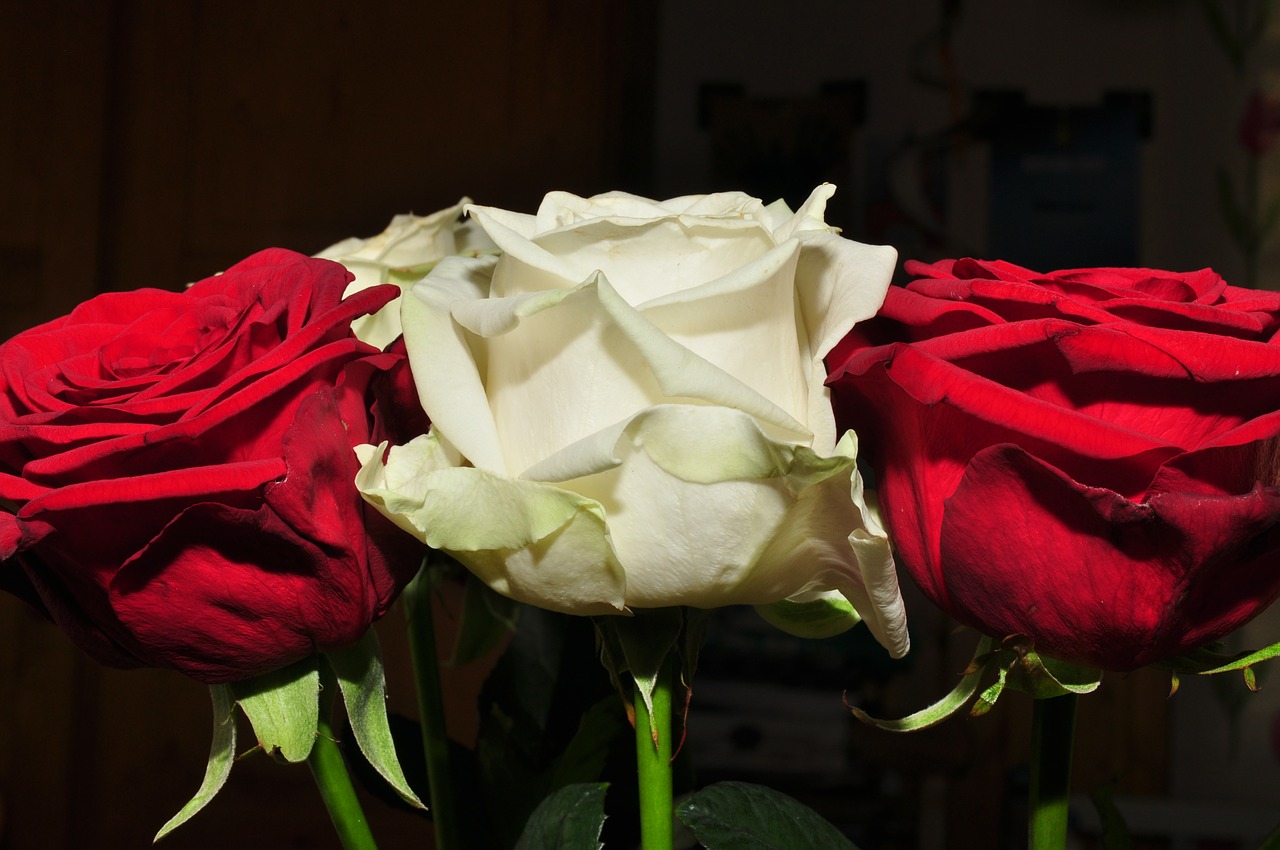 Gėlės, Raudona Gėlė, Ros, Balta Rožė, Nemokamos Nuotraukos,  Nemokama Licenzija