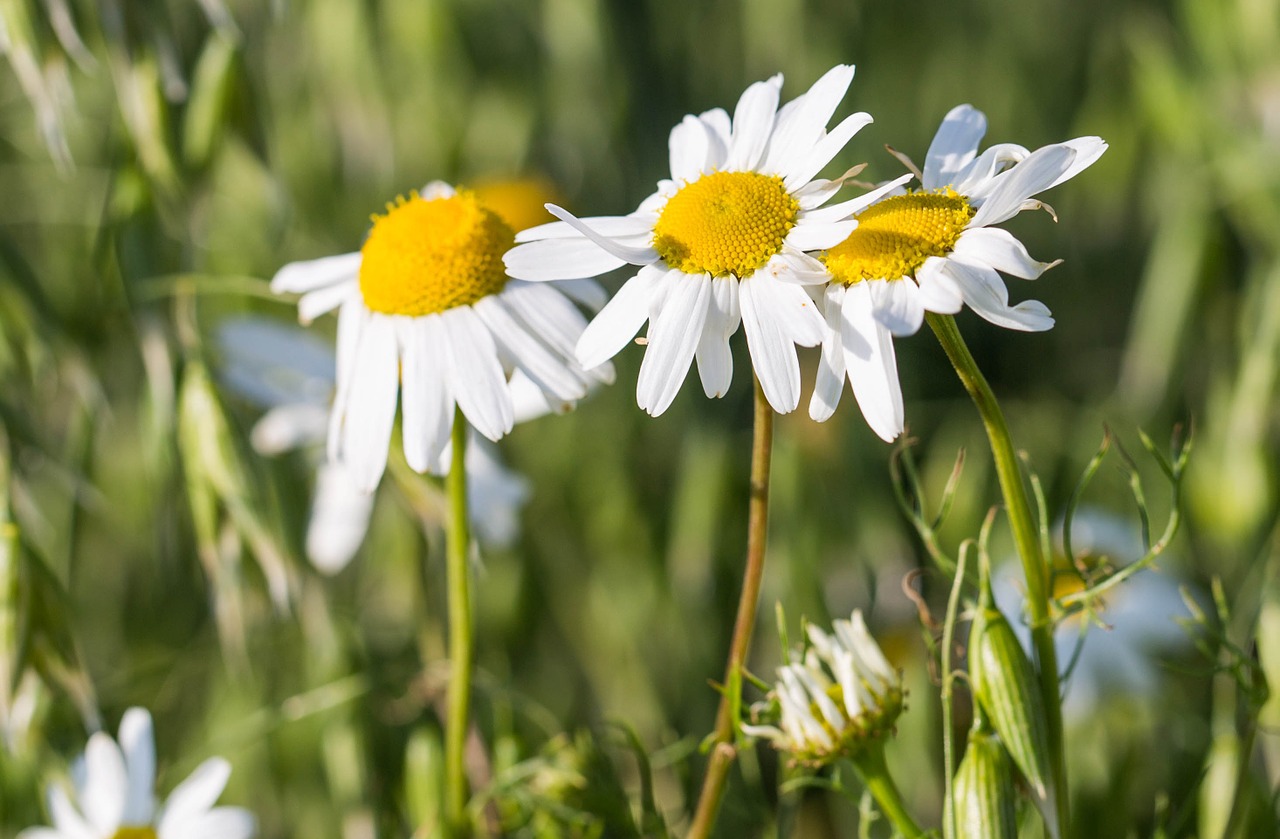 Gėlės, Daisy, Grūdai, Balta, Gėlė, Geltona, Švedija, Nemokamos Nuotraukos,  Nemokama Licenzija