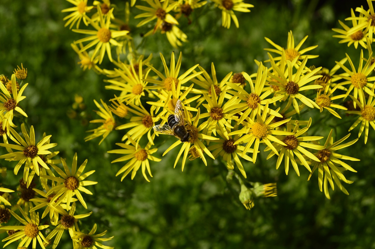 Gėlės, Geltona, Bičių, Geltona Gėlė, Gėlių, Žiedas, Spalva, Natūralus, Žydėti, Flora