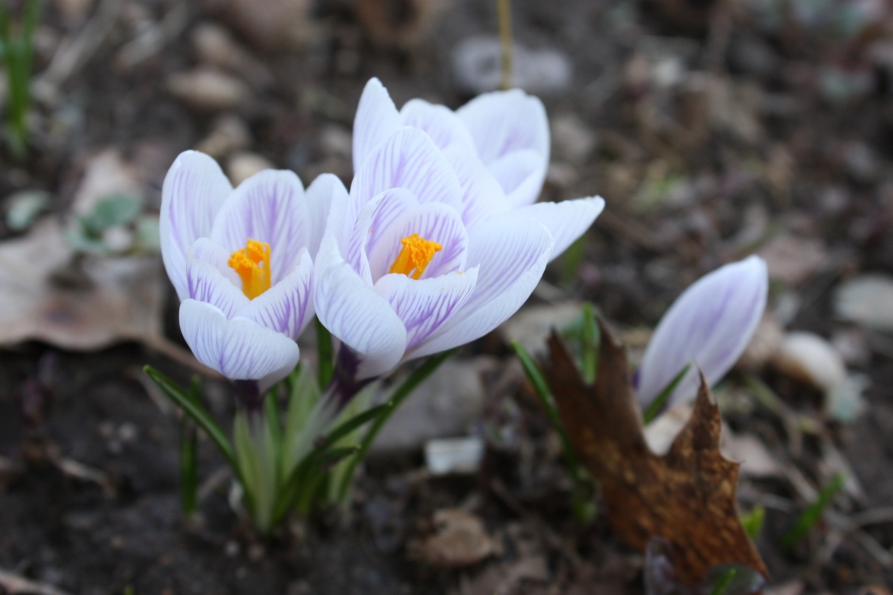 Gėlės, Krokusai, Pavasaris, Connecticut, Gamta, Lauke, Harmonija, Nemokamos Nuotraukos,  Nemokama Licenzija