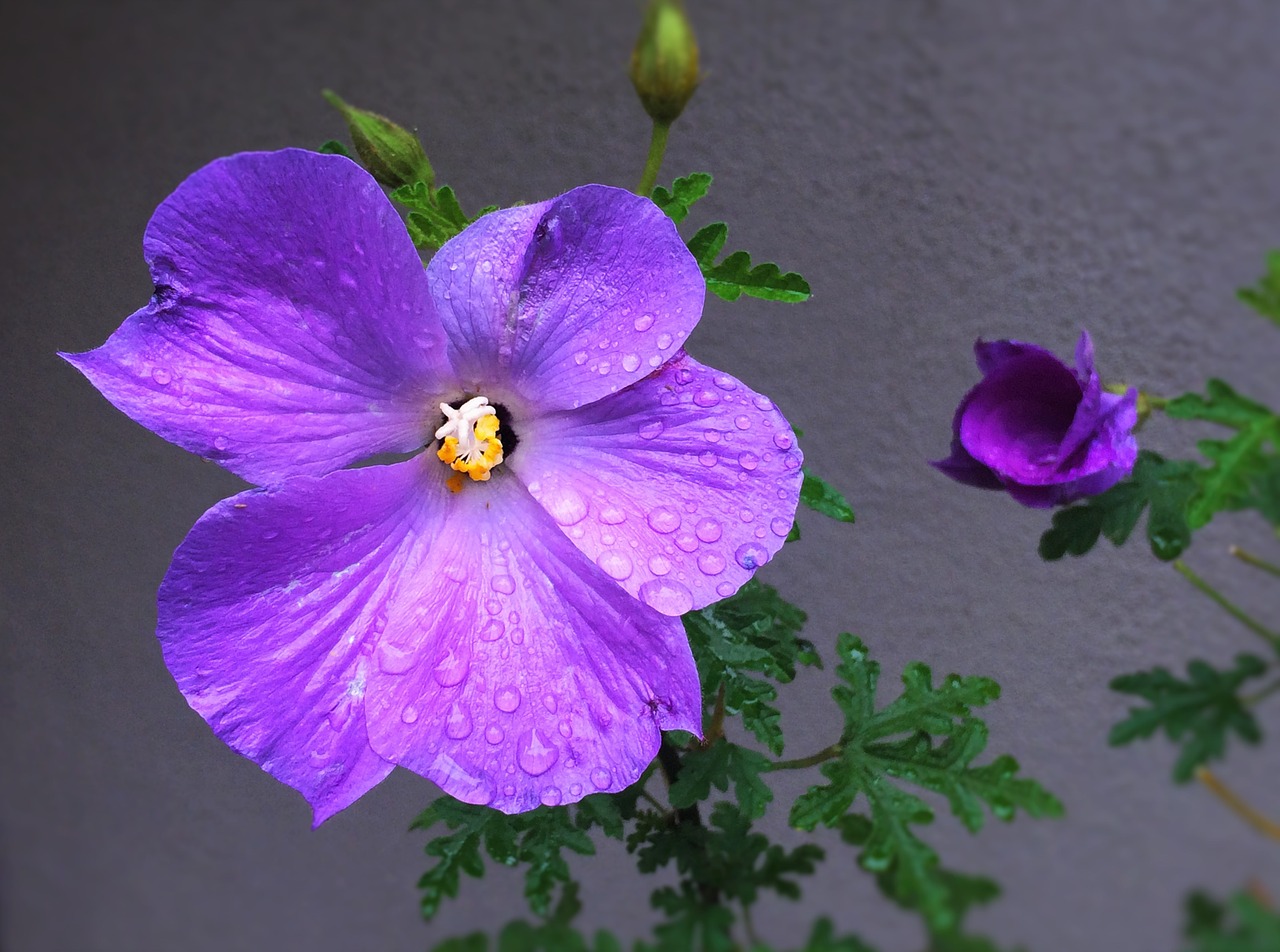 Gėlės, Violetinė, Raudona Violetinė, Vanduo, Lietus, Lašas Vandens, Paviršiaus Įtempimas, Geltona, Pilka, Kaimo Namai