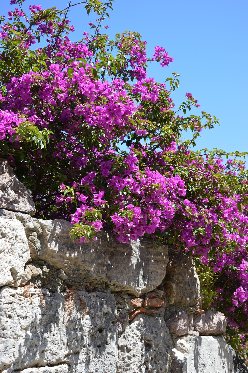 Gėlės, Bourgonvillea, Smėlio Akmuo, Violetinė, Nemokamos Nuotraukos,  Nemokama Licenzija