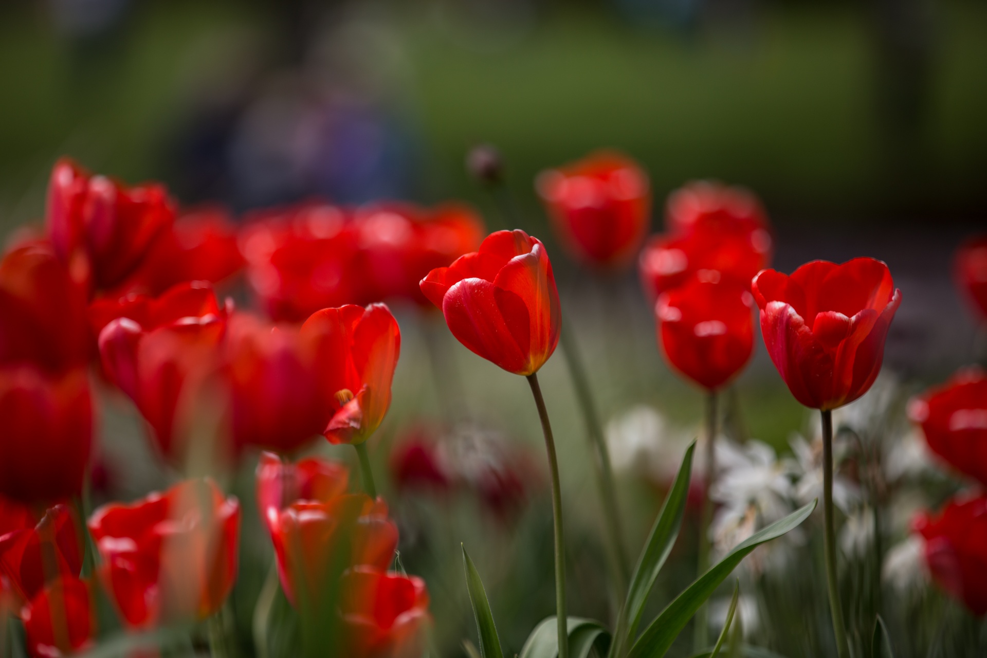 Žydėti,  Žydi,  Žiedas,  Puokštė,  Šviesus,  Spalva,  Spalvinga,  Elegantiškas,  Laukas,  Flora