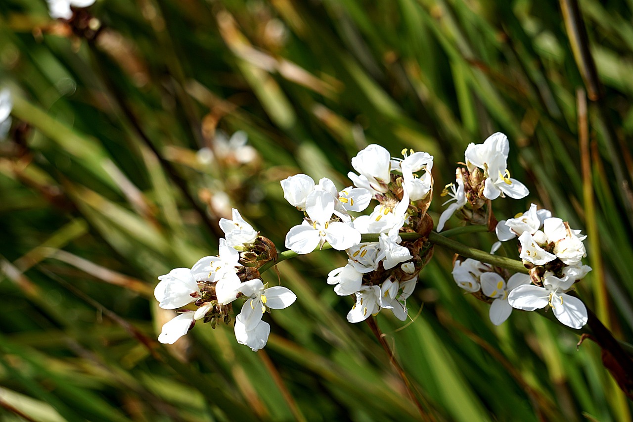 Gėlės, Flora, Baltos Gėlės, Gamta, Augalas, Botanika, Nemokamos Nuotraukos,  Nemokama Licenzija