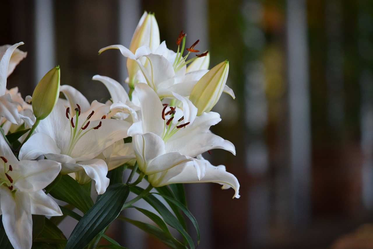 Gėlės, Balta, Baltos Gėlės, Augalas, Floristas, Žydėti, Romantiškas, Elegantiškas, Gėlių, Nemokamos Nuotraukos