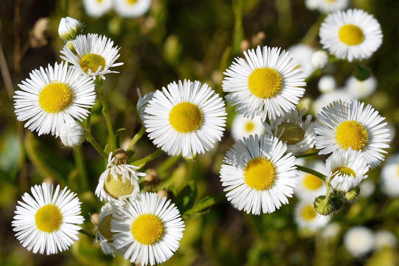 Gėlės, Laukinis Augalas, Dekoratyvinis, Žiedlapiai, Balta Geltona, Mažas Wiildblume, Kelyje, Nemokamos Nuotraukos,  Nemokama Licenzija