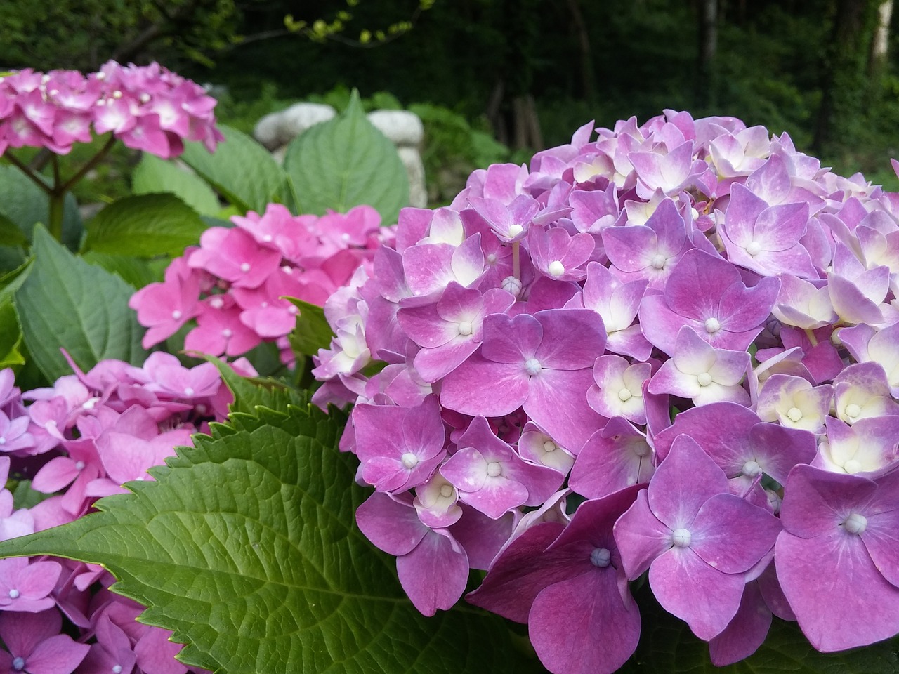 Hortenzija, Rožinis, Violetinė, Gamta, Žiedlapis, Gėlės, Nemokamos Nuotraukos,  Nemokama Licenzija