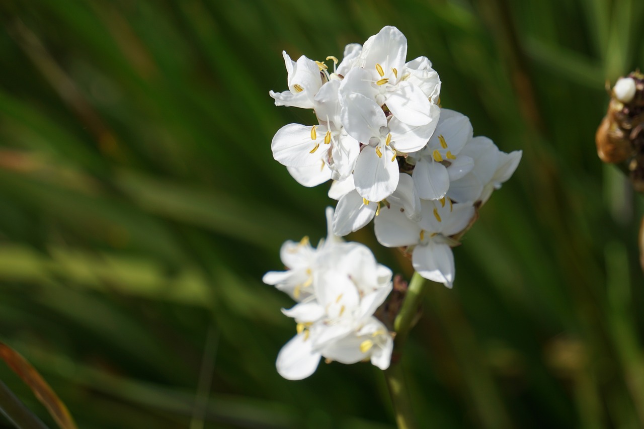 Gėlės, Baltos Gėlės, Flora, Gamta, Orchidėja, Žiedlapiai, Sodas, Žydėjimas, Nemokamos Nuotraukos,  Nemokama Licenzija