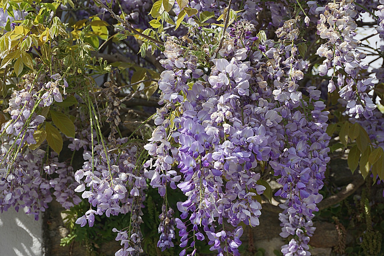 Gėlės, Wisteria, Violetinė, Sodas, Gamta, Mėlynas, Pavasaris, Augalas, Žydėjimas, Flora