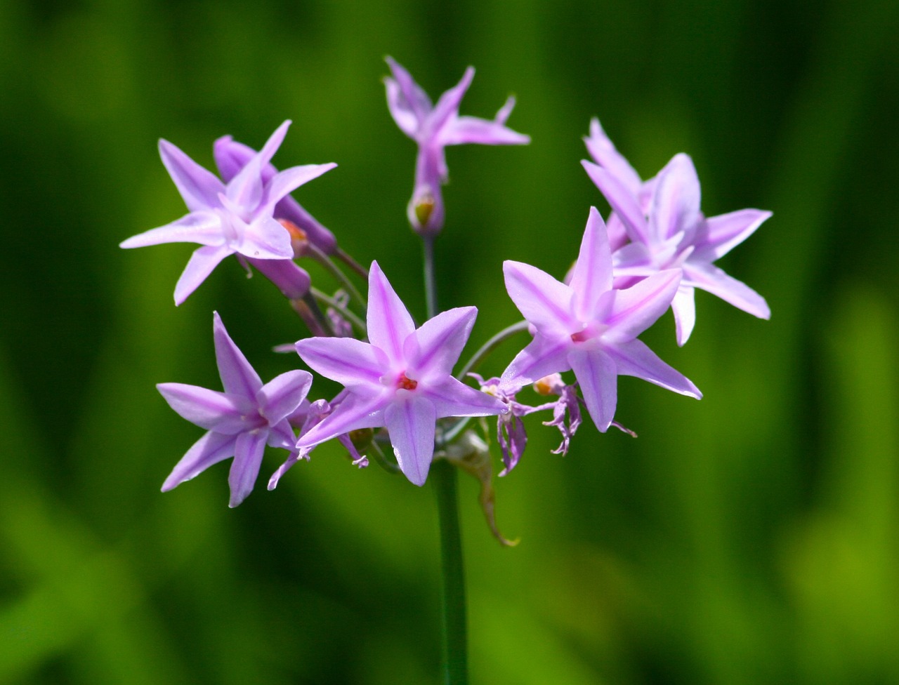 Gėlės, Pavasaris, Violetinė, Vasara, Pavasario Gėlė, Žalias, Gamta, Flora, Šviesus, Žydėti