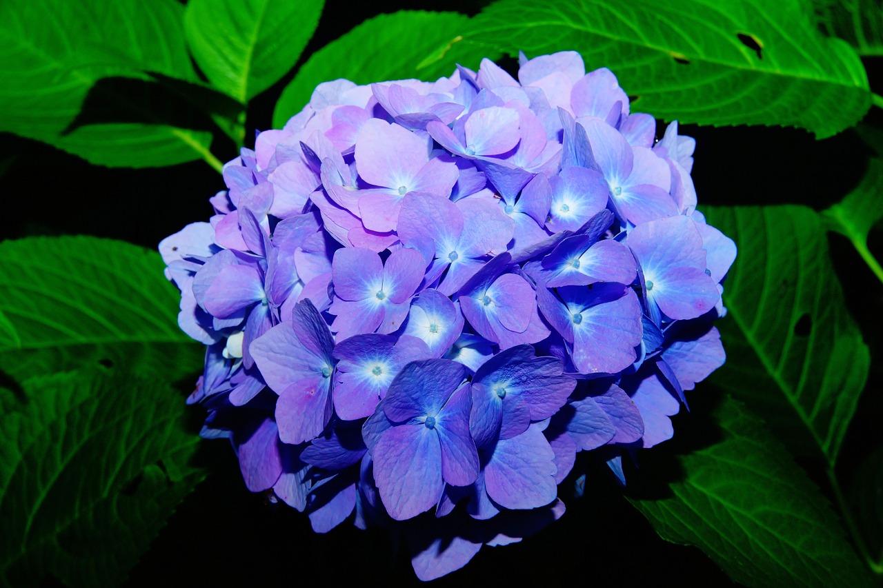 Gėlės, Hydrangeas, Gėlė, Mėlynas, Žiedynas, Hortenzijos Gėlė, Šiltnamio Hortensia, Gamta, Flora, Lapai