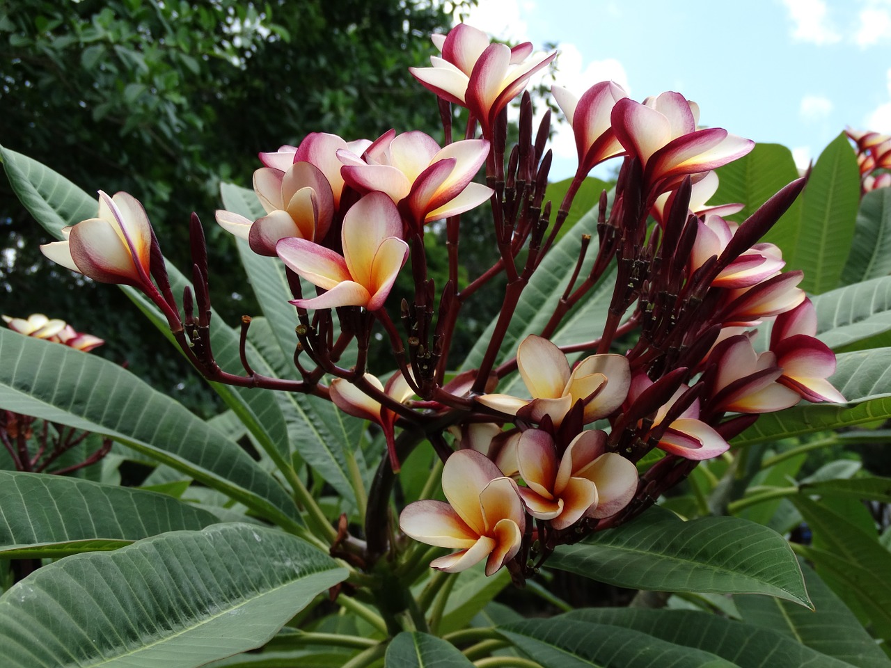 Plumeria, Gėlės, Meksika, Sodas, Gamta, Žydėjimas, Ekologija, Medis, Žalias, Nemokamos Nuotraukos