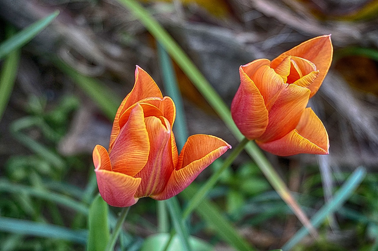 Gėlės, Tulpės, Spalvos, Botanika, Pavasaris, Žiedlapiai, Flora, Žydėjimas, Gamta, Sodas