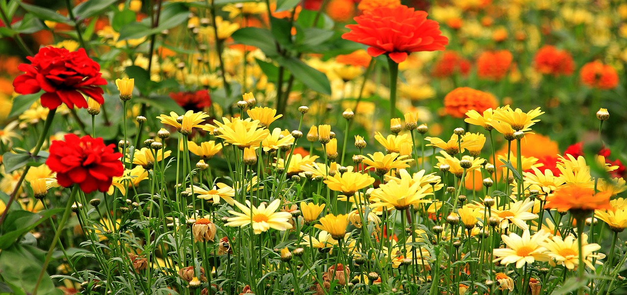 Gėlės, Blumenmix, Spalvinga, Rozės, Gamta, Spalva, Flora, Sodas, Vasara, Žydėti