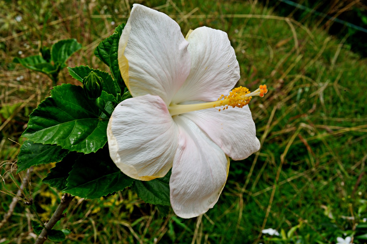 Hibiscus, Gėlės, Balti Žiedlapiai, Natūralus, Žydi, Sodas, Žiedas, Gėlių, Gamta, Nemokamos Nuotraukos