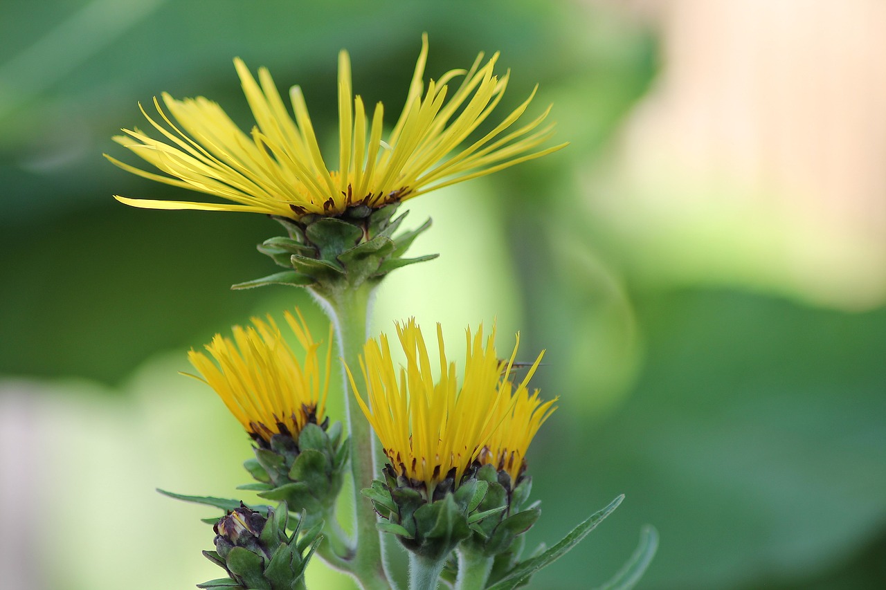 Tūkstančio Spindulių, Geltonos Gėlės, Daugiametis, Insæktblomst, Vasara, Fonas, Gėlė, Geltona, Natūralus, Augalas