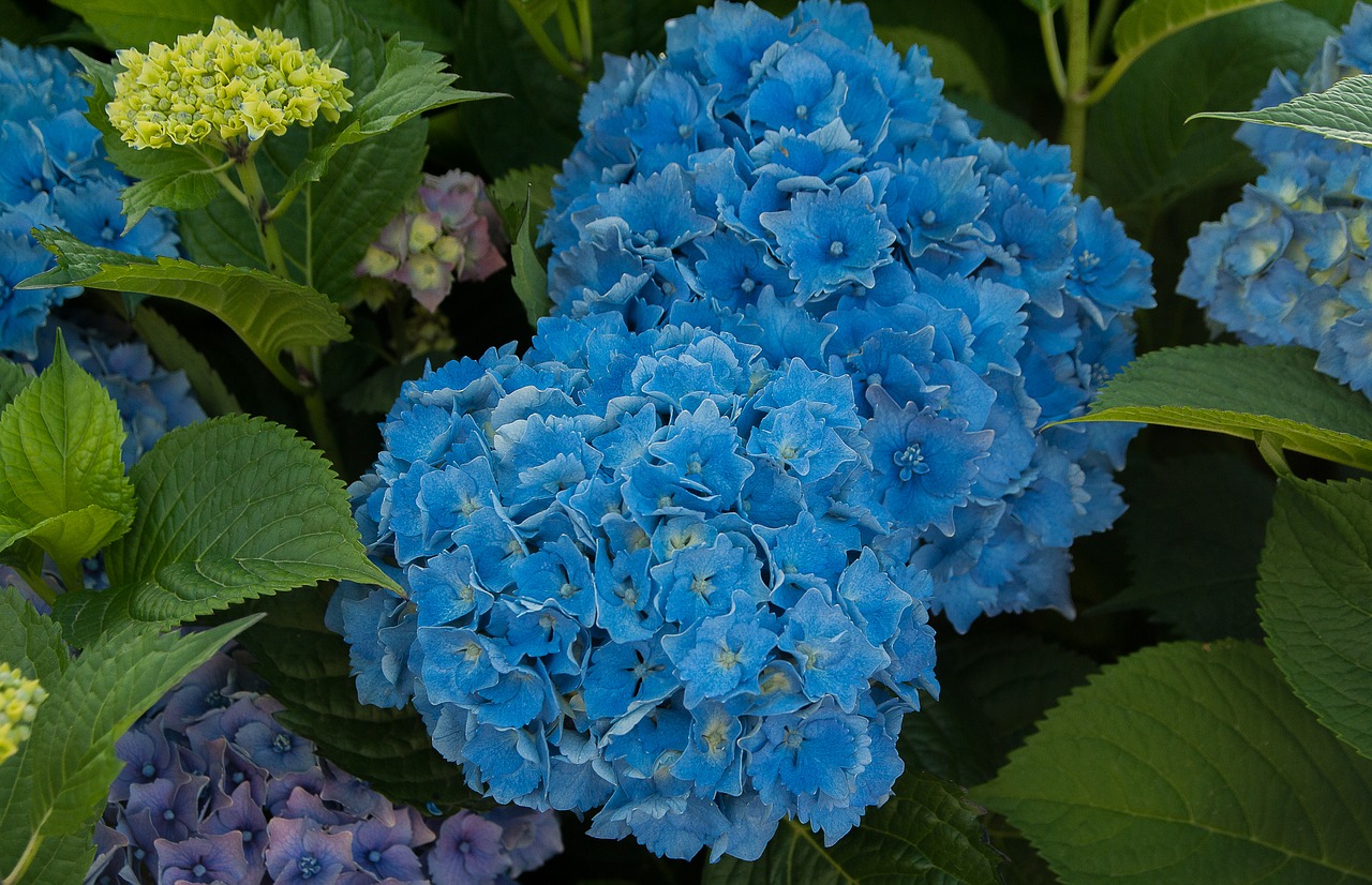 Gėlės, Hydrangeas, Sodas, Augalas, Brittany, Nemokamos Nuotraukos,  Nemokama Licenzija