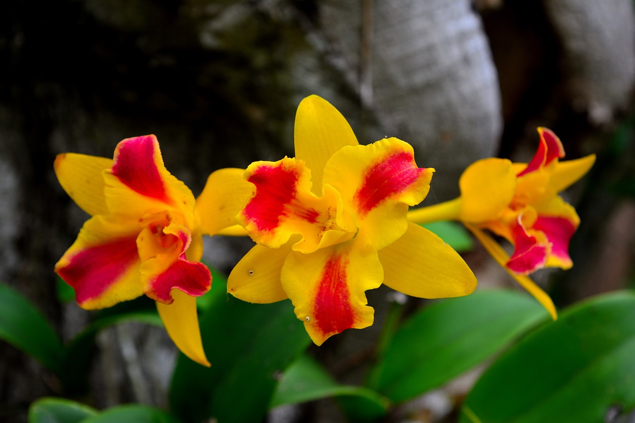 Gėlės, Orchidėja, Gėlė, Gamta, Balti Žiedlapiai, Tailandas, Nemokamos Nuotraukos,  Nemokama Licenzija