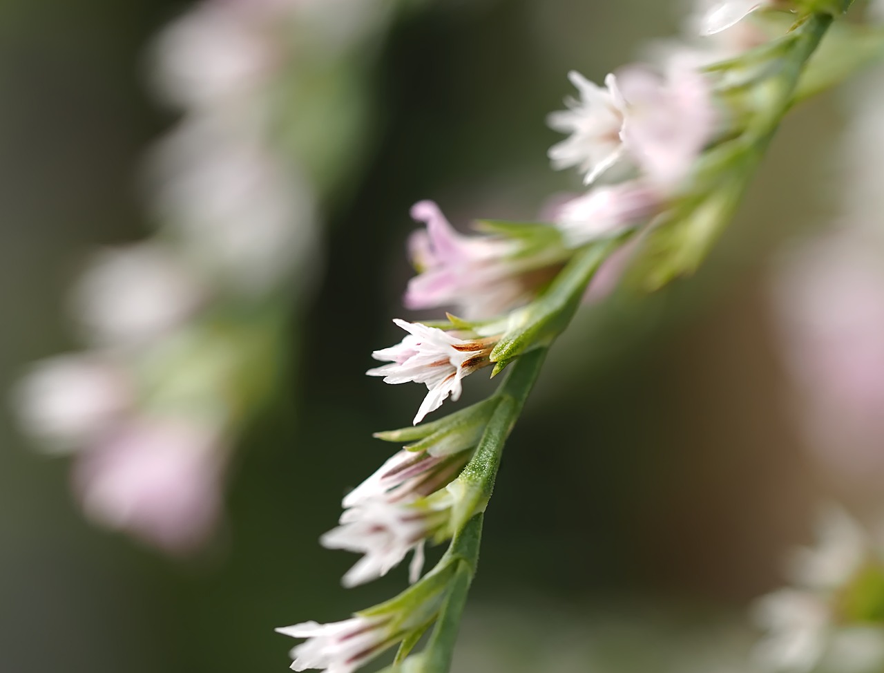 Gėlės, Makro, Žiedas, Dof, Žydi, Botanikos, Natūralus, Vasara, Flora, Nemokamos Nuotraukos