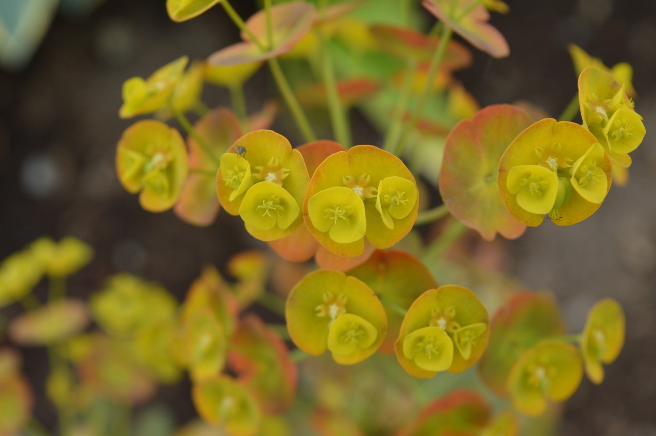 Gėlės, Geltona, Gamta, Geltonos Gėlės, Augalas, Flora, Žiedlapis, Nemokamos Nuotraukos,  Nemokama Licenzija