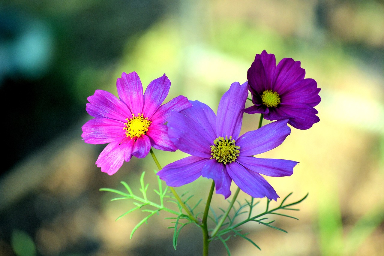 Cosmea, Gėlės, Gamta, Mėlynas, Spalvos, Violetinė, Rožinis, Nemokamos Nuotraukos,  Nemokama Licenzija