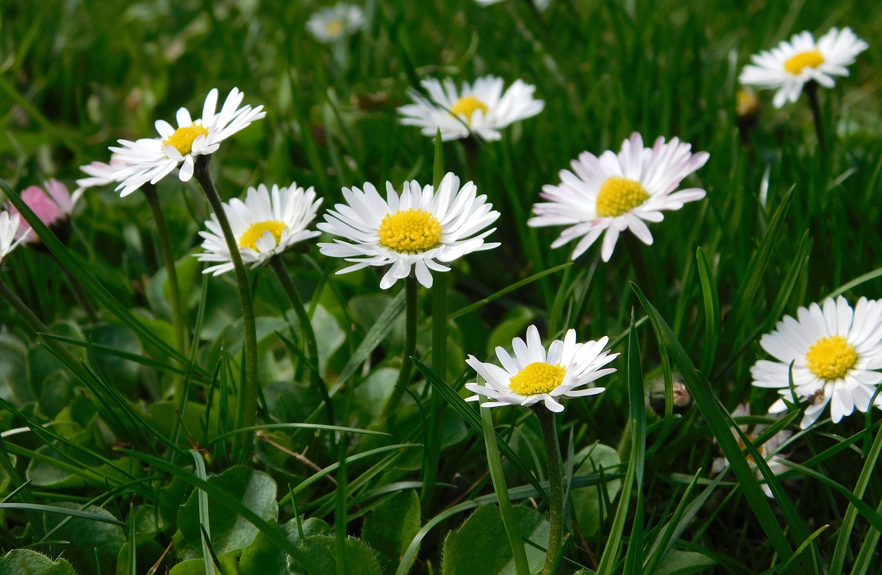 Daisy, Gėlės, Laukinės Vasaros Spalvos, Pavasaris, Žolė, Pieva, Nemokamos Nuotraukos,  Nemokama Licenzija