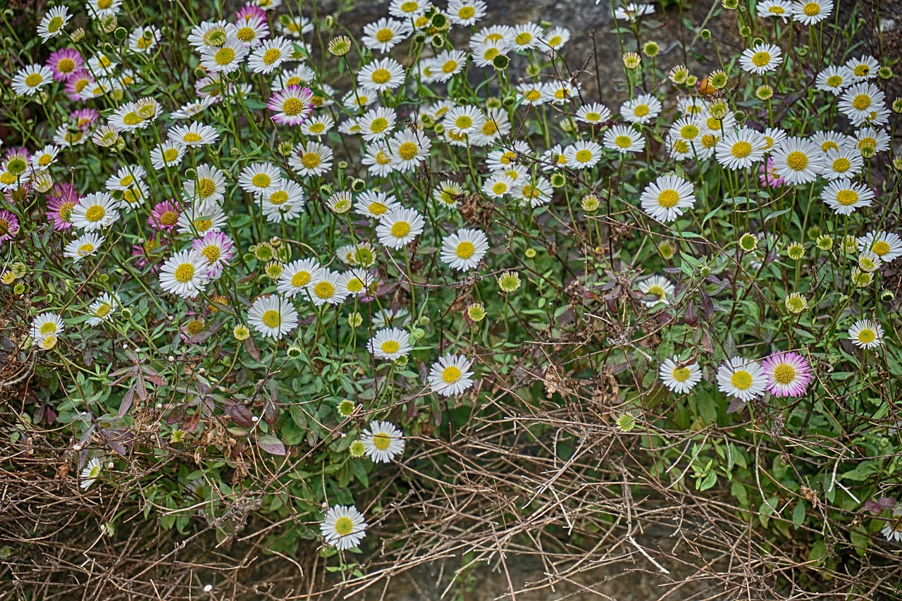 Gėlės, Rozės, Gamta, Sodas, Laukas, Vasaros Gėlės, Žiedlapiai, Laukinės Gėlės, Baltos Gėlės, Flora