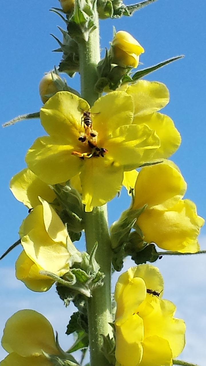 Gėlės, Mullein, Laukinė Gėlė, Nemokamos Nuotraukos,  Nemokama Licenzija