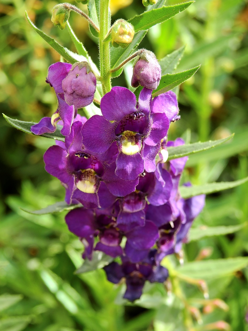 Gėlės, Žiedas, Žydėti, Augalas, Gamta, Žydėti, Violetinė, Violetinė, Nemokamos Nuotraukos,  Nemokama Licenzija