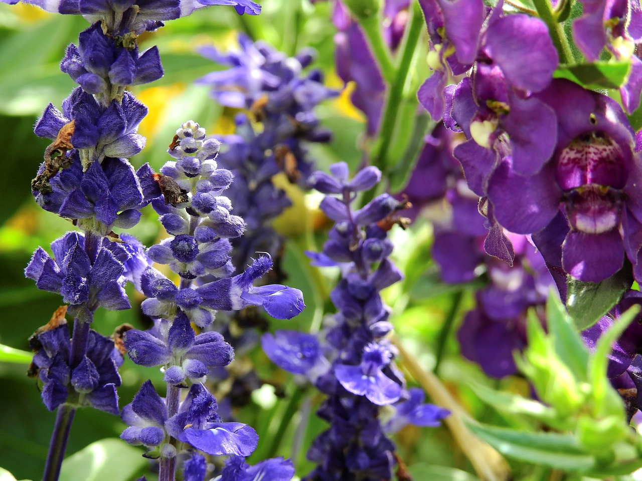 Gėlės, Žiedas, Žydėti, Augalas, Gamta, Žydėti, Violetinė, Violetinė, Levanda, Nemokamos Nuotraukos