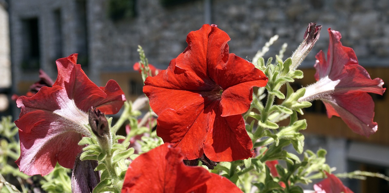 Gėlės, Raudona, Gamta, Sodas, Šiluma, Puokštė, Raudonos Gėlės, Augalai, Geraniums, Vaisių Sodas