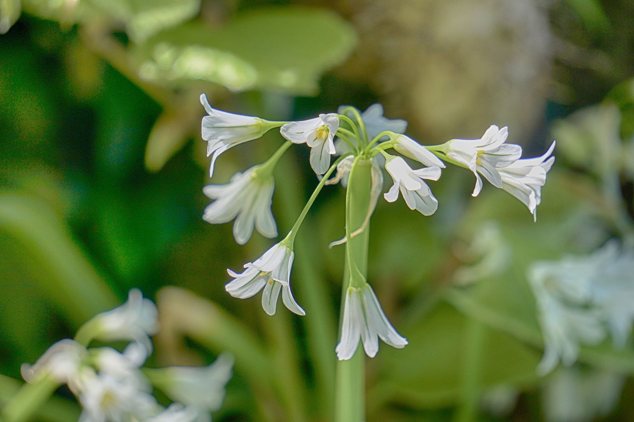 Gėlės, Varpai, Vasara, Saldumas, Augalas, Balta Gėlė, Gamta, Flora, Sodas, Žydėjimas