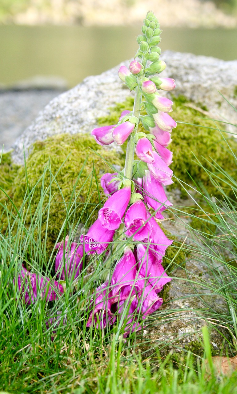 Gėlės, Norvegija, Kalnas, Violetinė, Pobūdis, Vanduo, Vasara, Nemokamos Nuotraukos,  Nemokama Licenzija