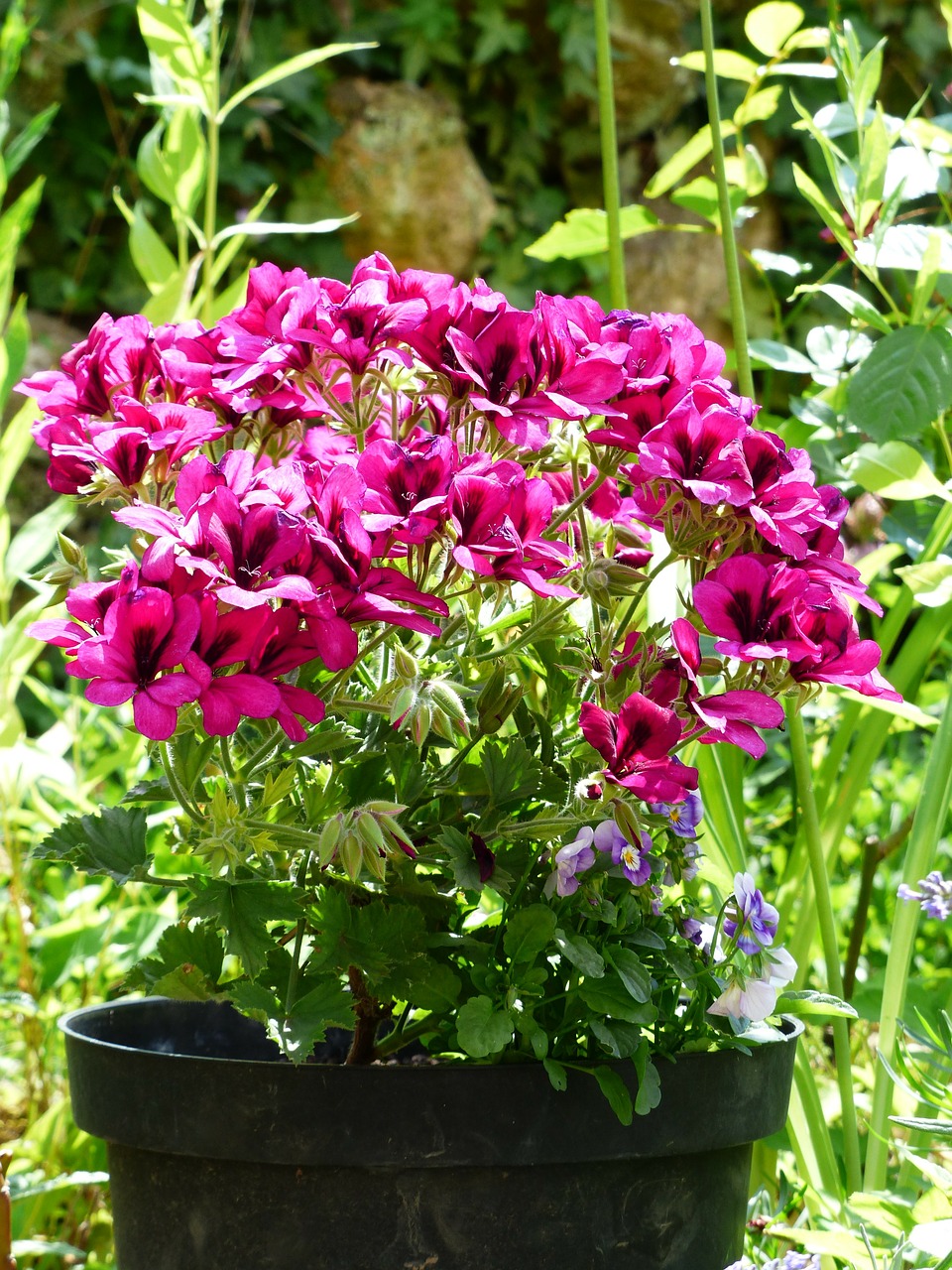 Gėlės, Rožinis, Raudona, Kilnus Pelargoniumas, Anglų Geraniums, Geranium, Regal Pelargonium, Pelargonium Cucullatum, Pelargonium Grandiflorum, Kambarinis Augalas