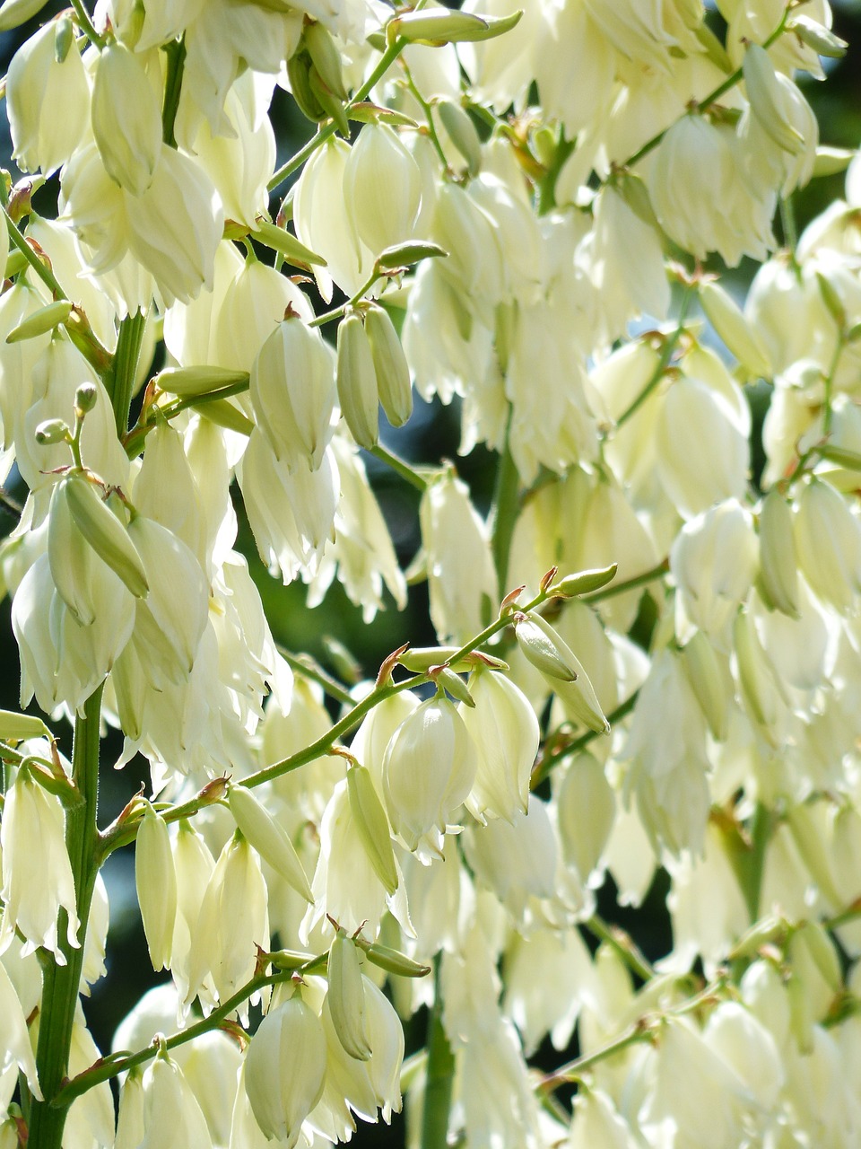 Gėlės, Balta, Blütenmeer, Gėlių Pilnumas, Yucca, Yucca Filamentosa, Agavaceae, Lelijos Šeima, Gėlė, Žiedas