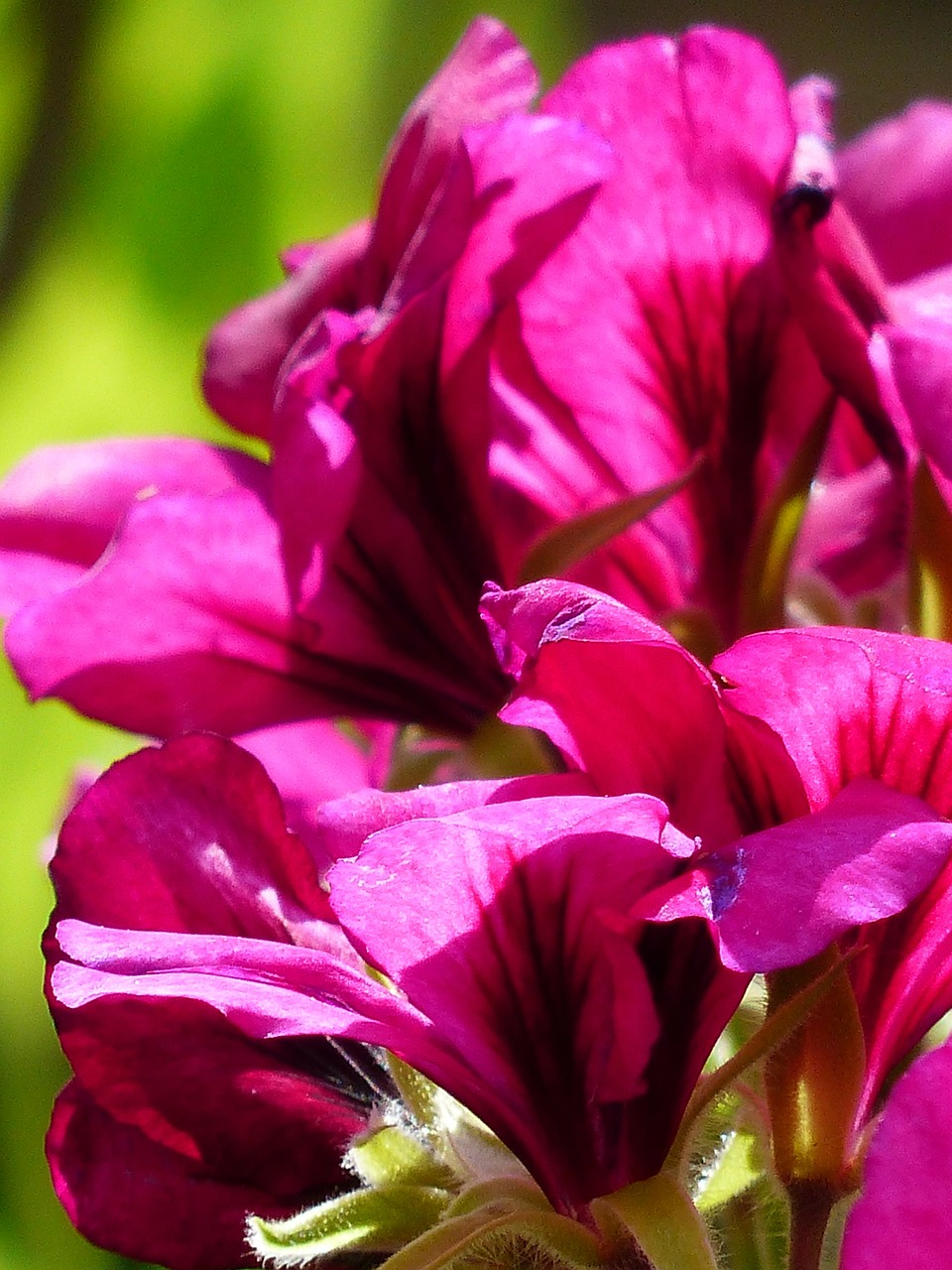 Gėlės, Rožinis, Raudona, Kilnus Pelargoniumas, Anglų Geraniums, Geranium, Regal Pelargonium, Pelargonium Cucullatum, Pelargonium Grandiflorum, Kambarinis Augalas